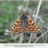 euphydryas aurinia2 female chonkatau